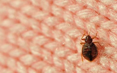 La Clé D’un Miracle Simple : Venir à Bout Des Punaises De Lit