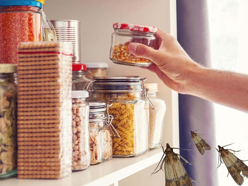 Une Astuce Rare Et Simple Pour Éliminer Les Mites Alimentaires
